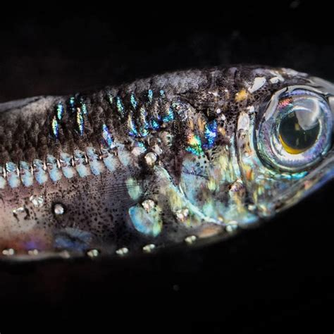 lantern fish|35 Cool Lanternfish Facts .